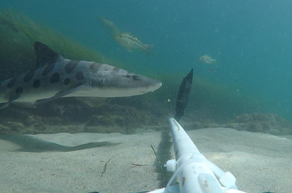 A leopard shark, and in the background a kelp bass captured by baited remote underwater video camera in a marine protected area