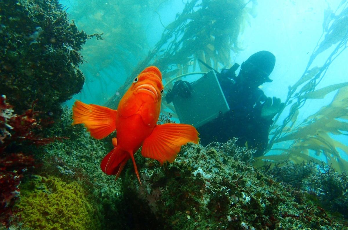 A research diver conducts periodic monitoring of a kelp forest marine protected area