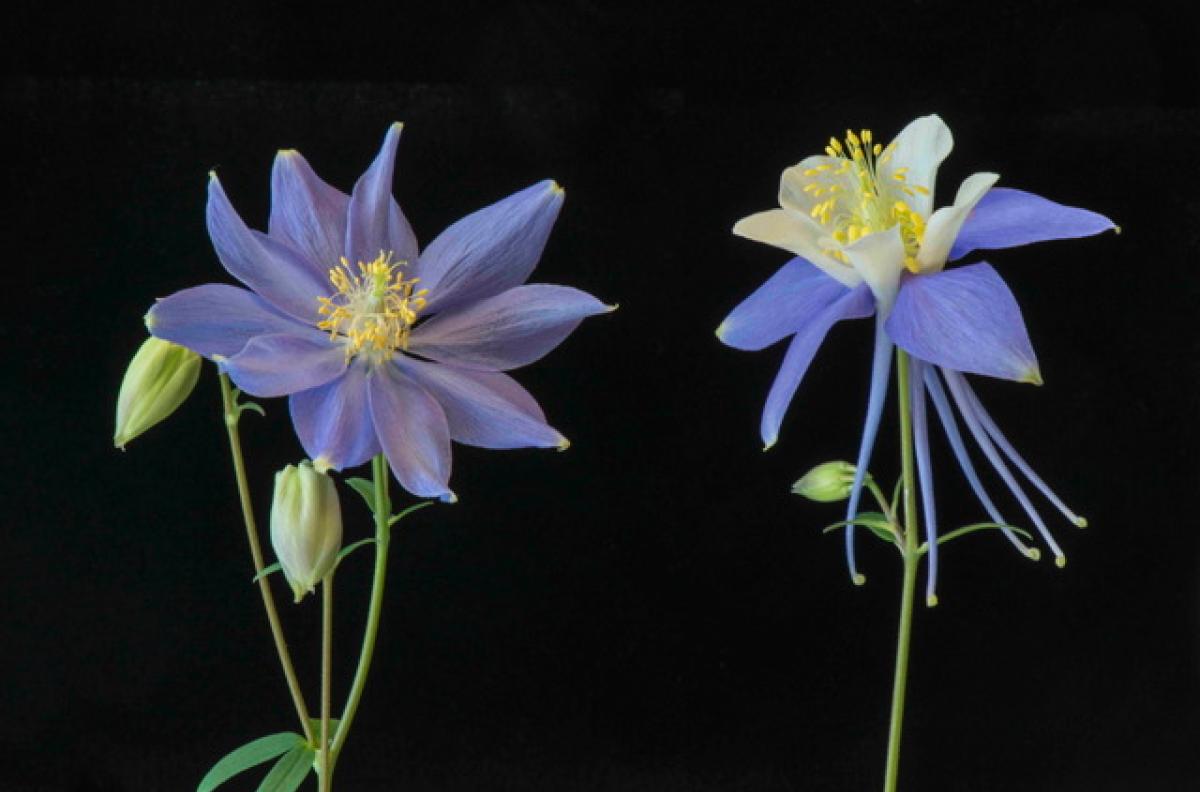 Mutant and wild-type Colorado blue columbine, which are very different