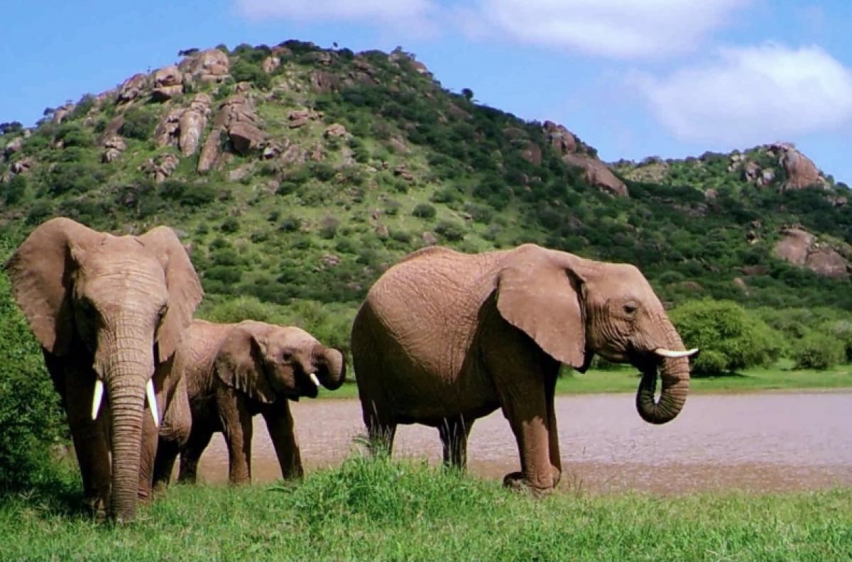 Two adult and baby elephants at a watering hole in Africa