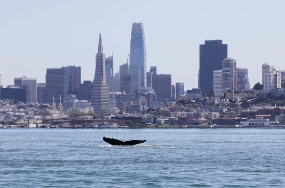 Whale tale surfacing in the San Francisco Bay