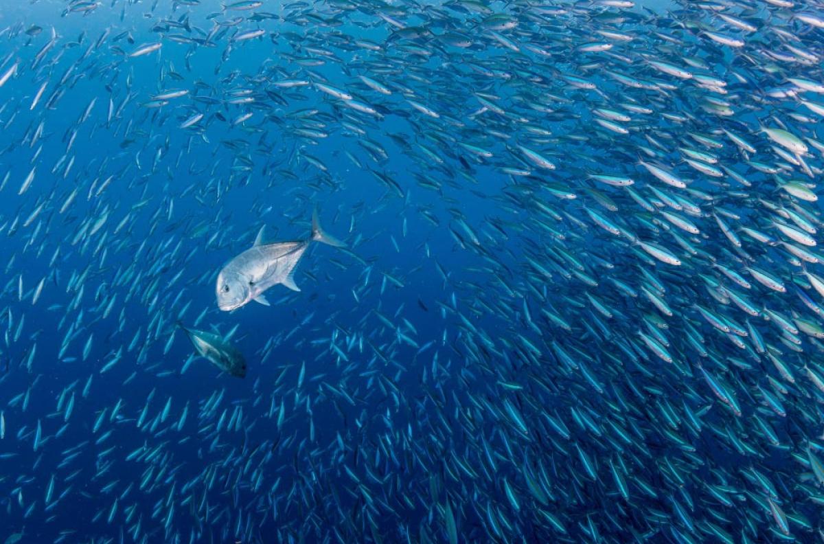 Two giant trevally chase a school of fusiliers