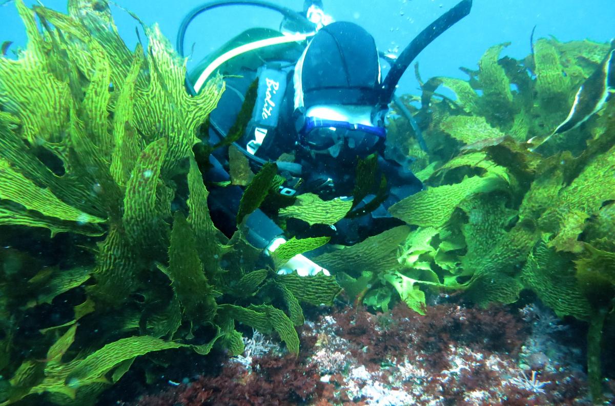 Anita scuba diving close to bottom and touching algae