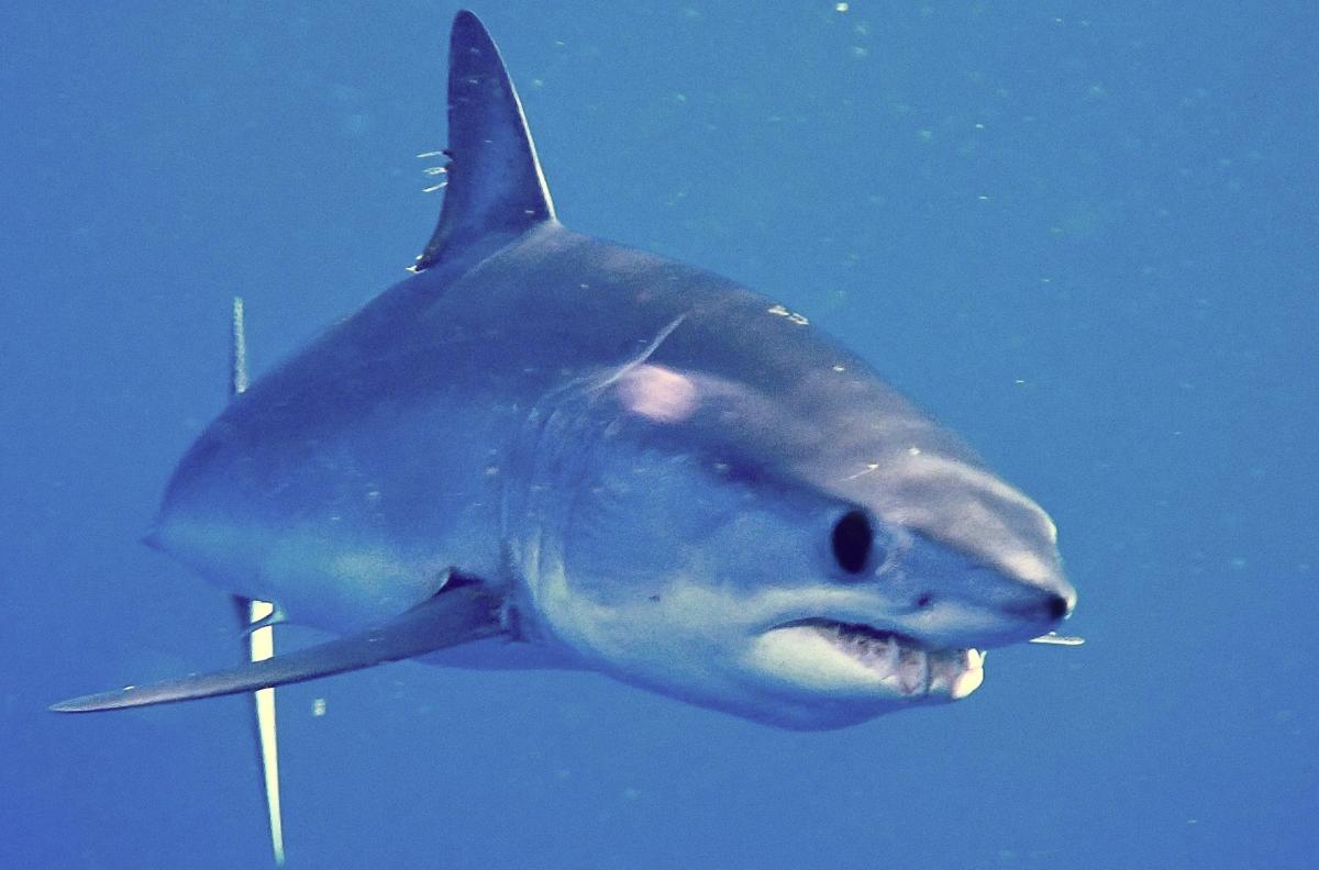 Three-quarter view of shortfin mako shark swimming in blue water