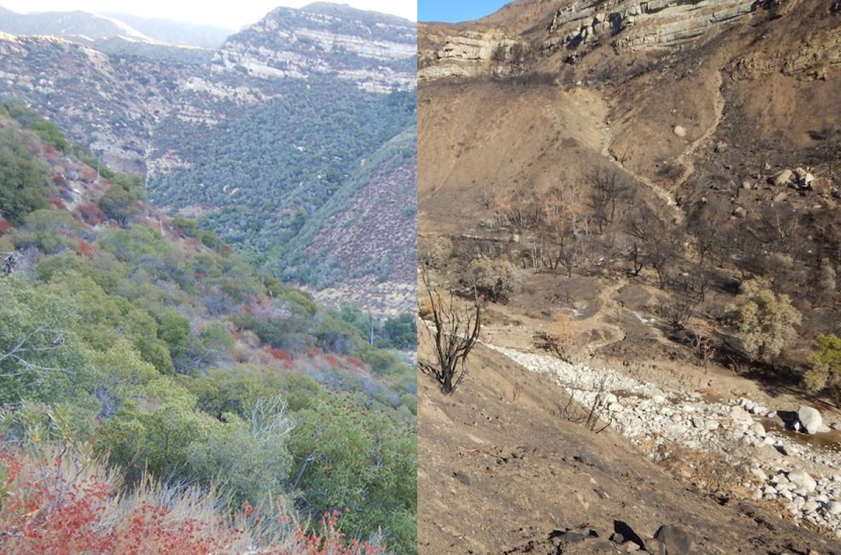 Matilija Creek before and after the Thomas Fire