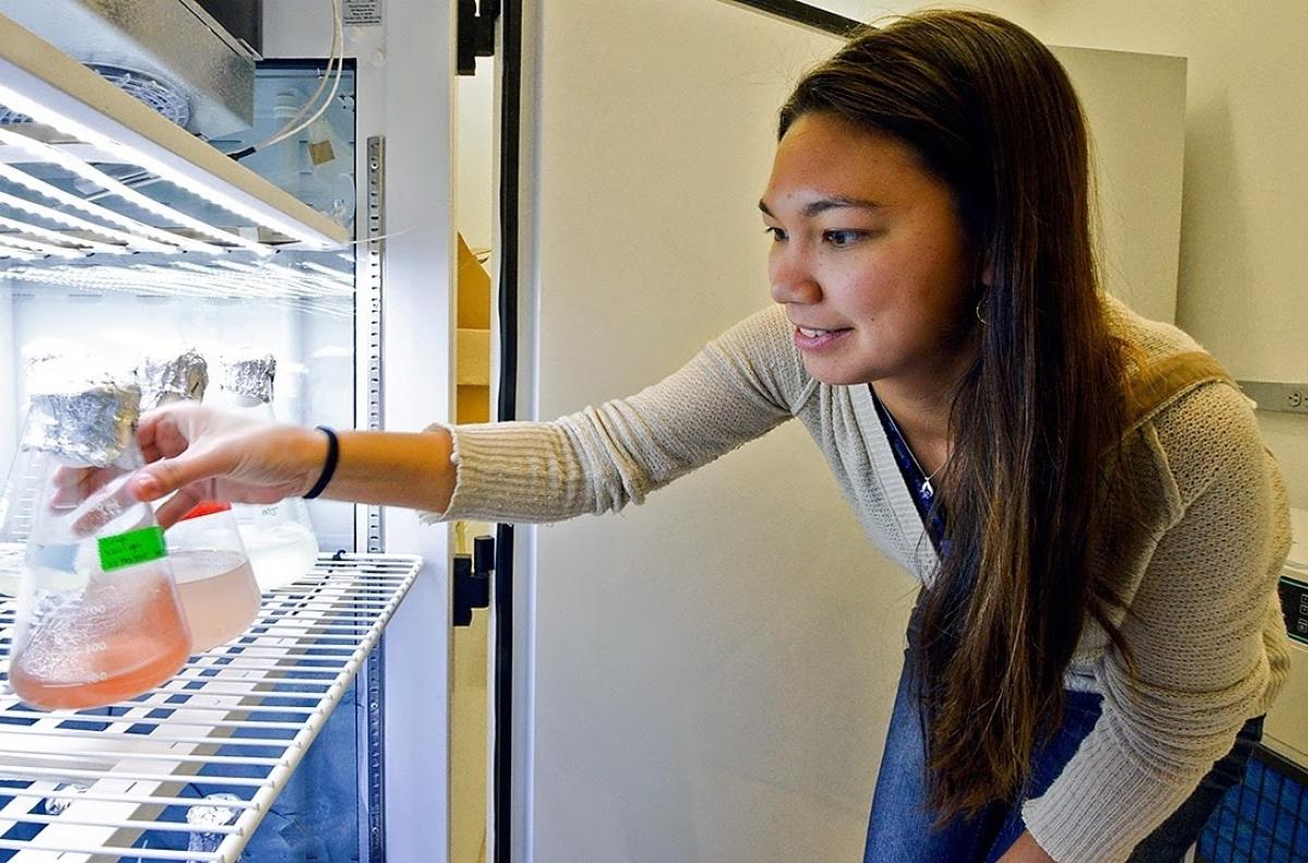 Holly Moeller placing a container with algae in a refrigerator in her lab