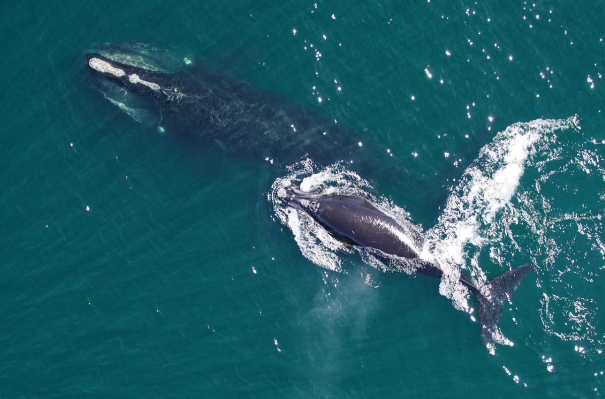 North Atlantic right whale mother and calf as seen from a research drone called a hexacopter