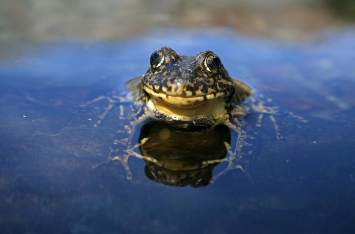 Sierra Nevada yellow-legged frog peeking out of water surface