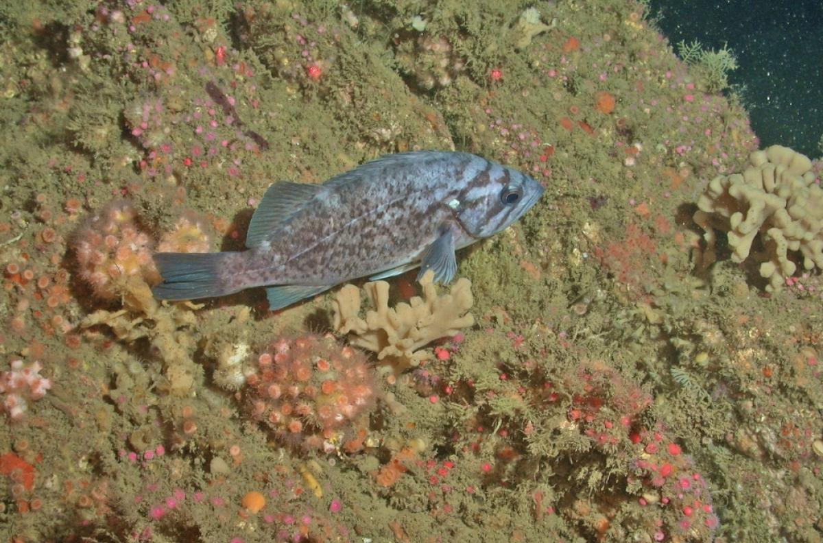 Blue rockfish closeup while swims close to corals