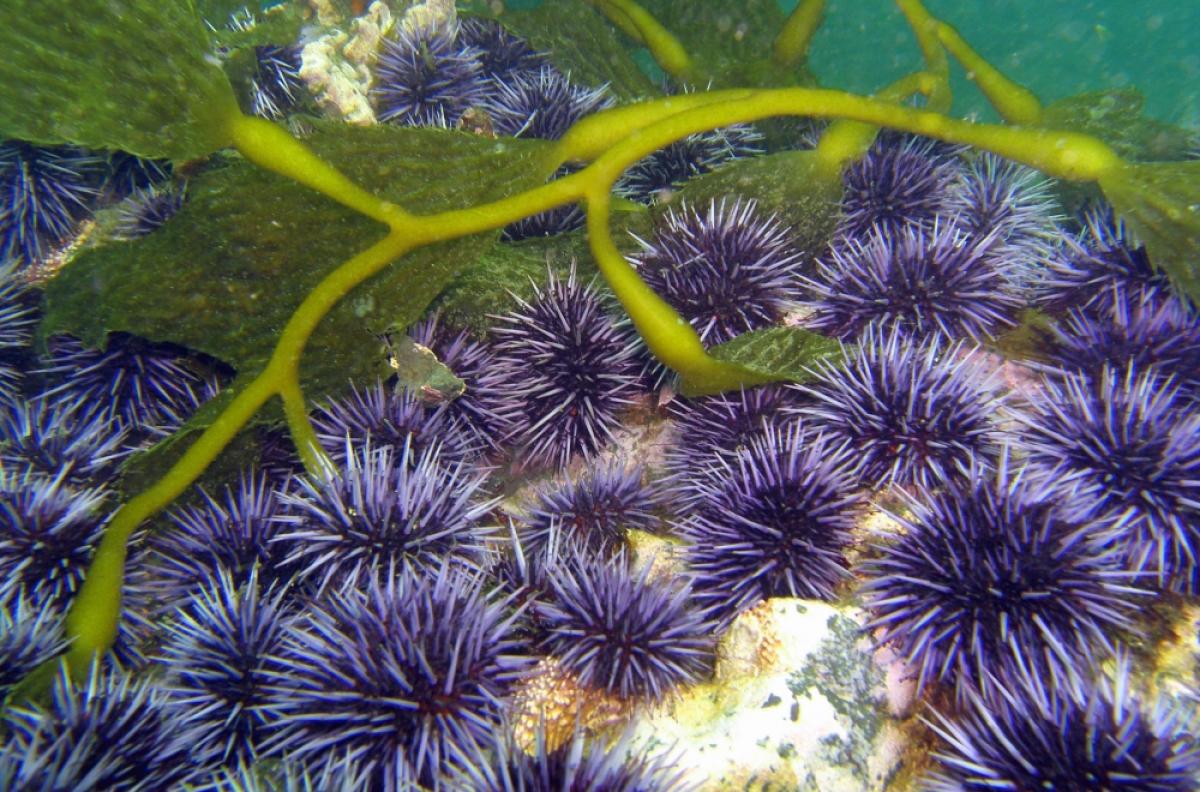 Purple urchins and frond of giant kelp