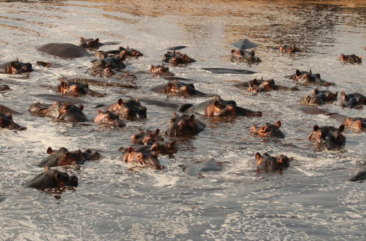 Hippos swim in the Great Ruaha River