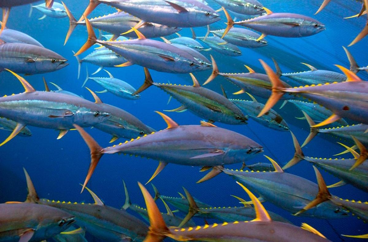 School of yellowfin tunas