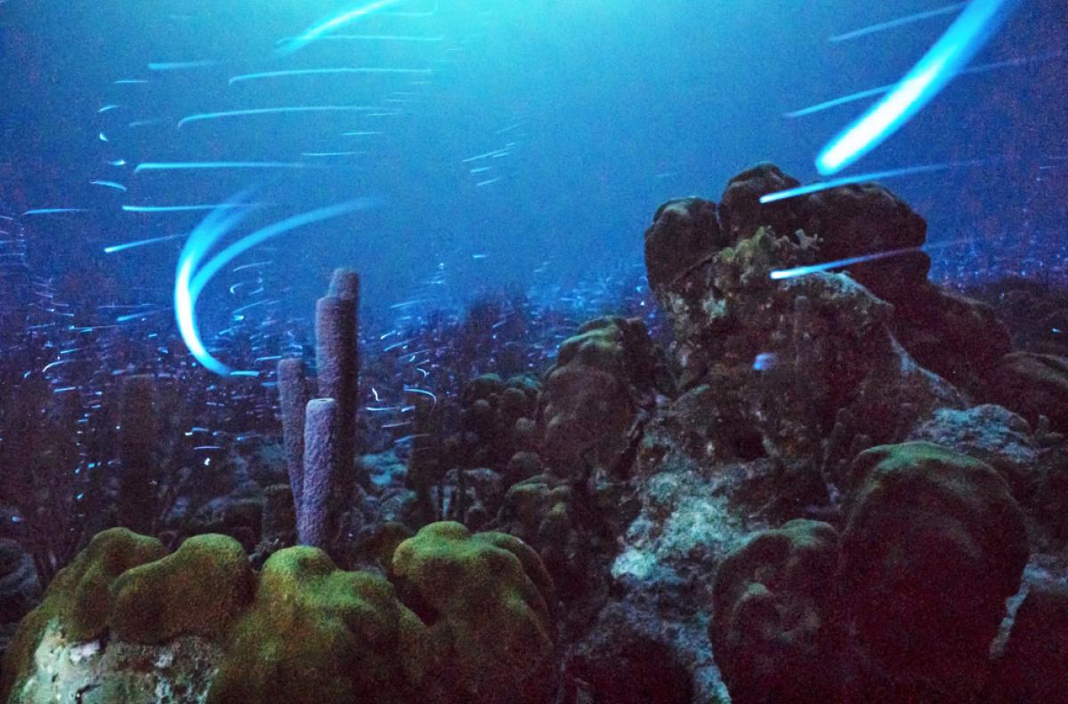 Bioluminescent ostracods appear underwater like a string of twinkling lights