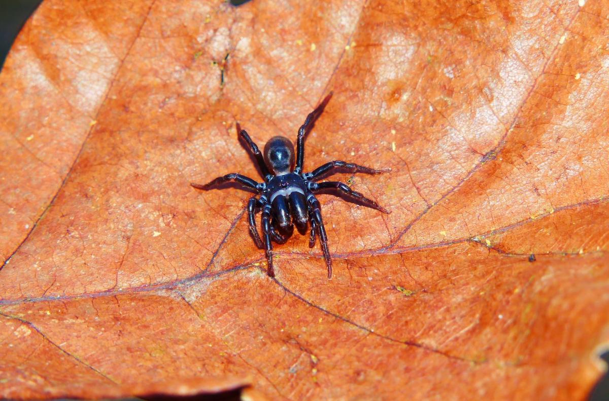 black spider on a leaf