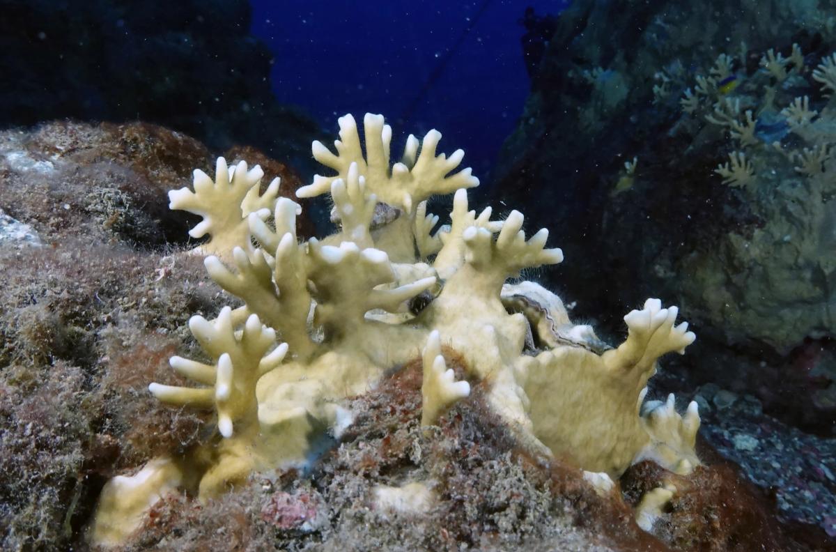 Bleached coral
