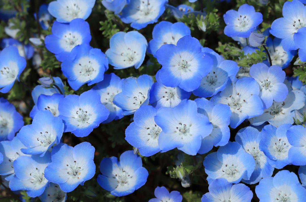 Nemophila menziesii flower