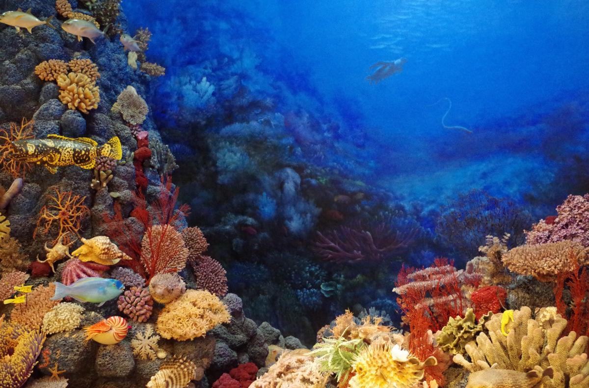 image of a coral reef