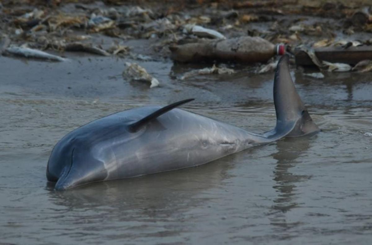 Dead tucuxi floats on water surface