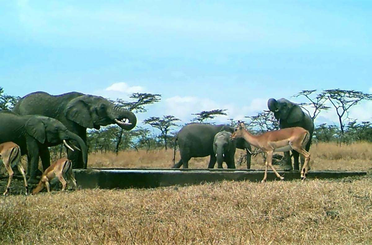 Elephants and impalas around a watering hole at the Ol Pejeta Conservancy Sanctuary, Kenya