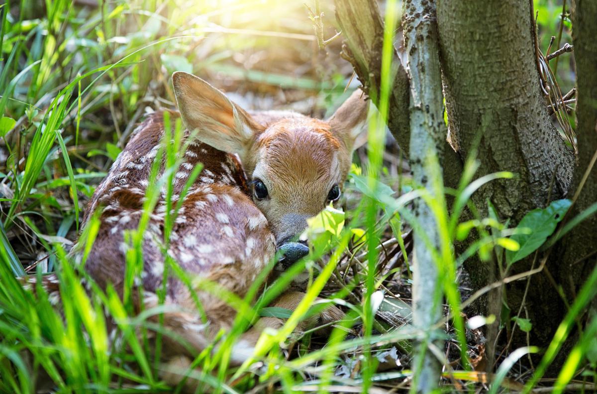 Fawn all curled up in the grass by a tree