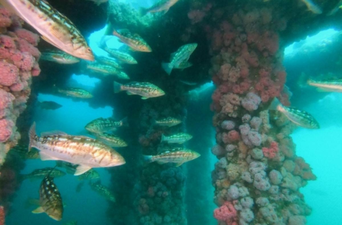fish underneath an oil platform