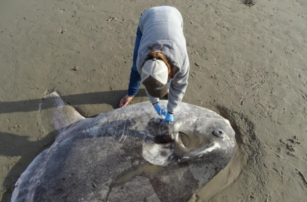 hoodwinker sunfish being examined