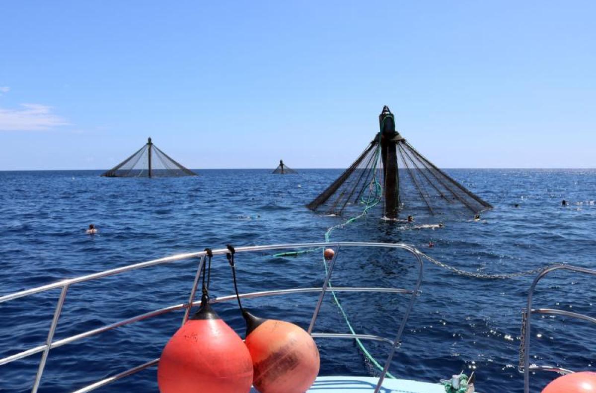 Two aquaculture nets emerge from the ocean in California