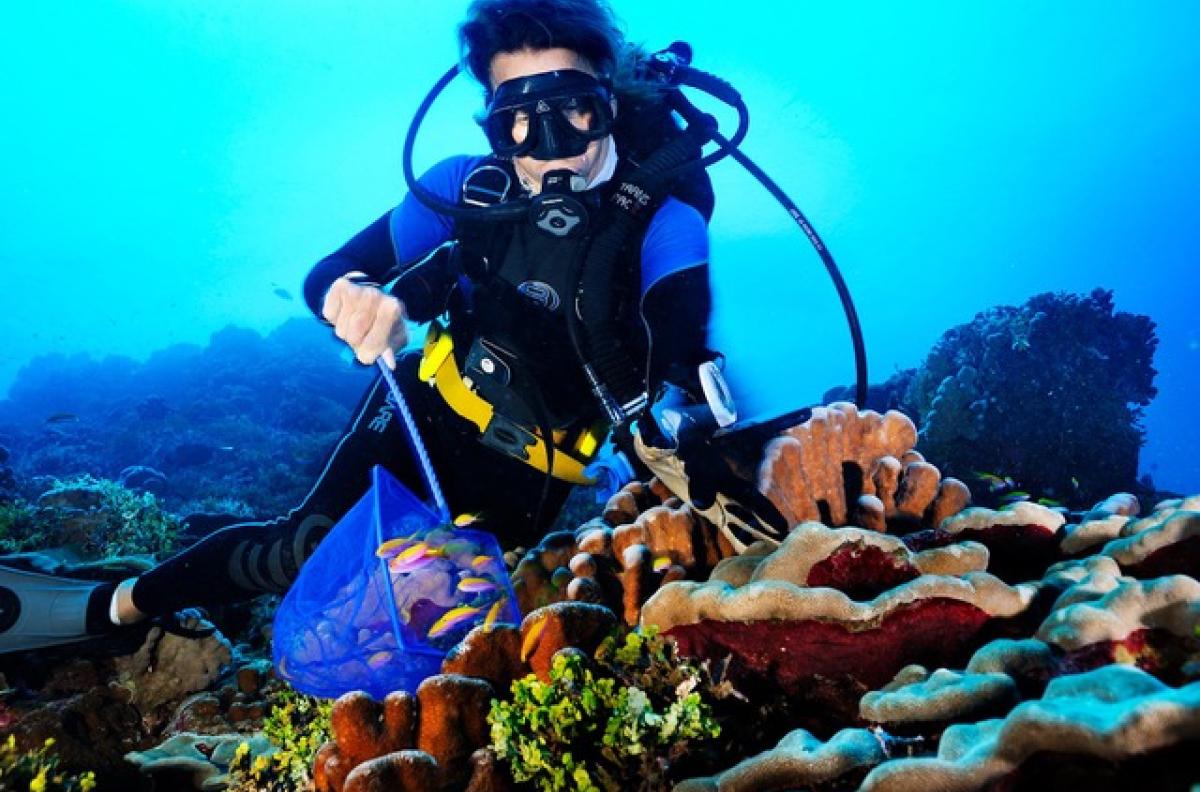 Jenn collecting samples underwater