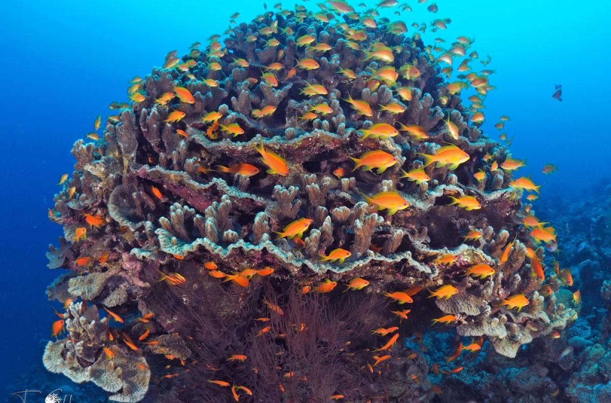 sea goldie school around large coral
