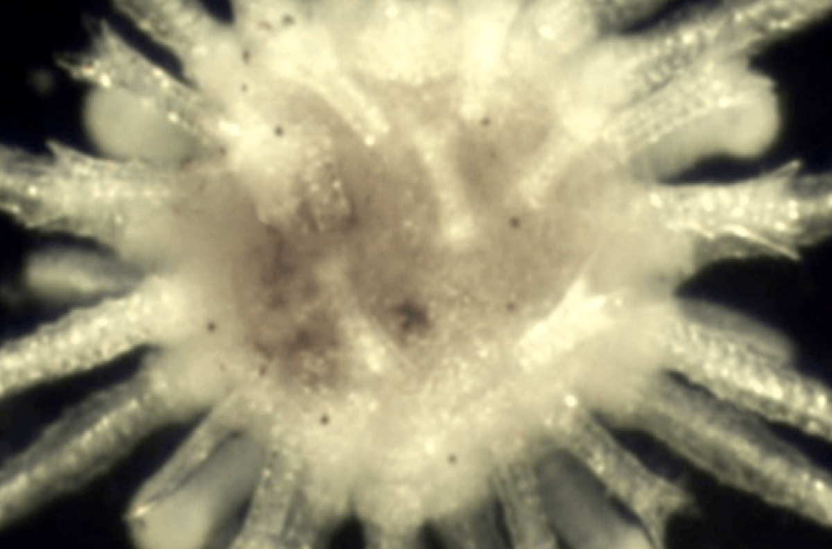 larval urchins
