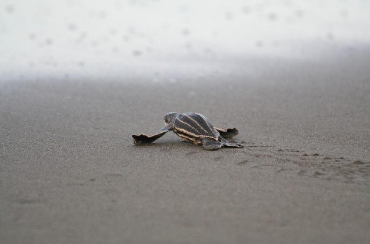 leatherback sea turtle