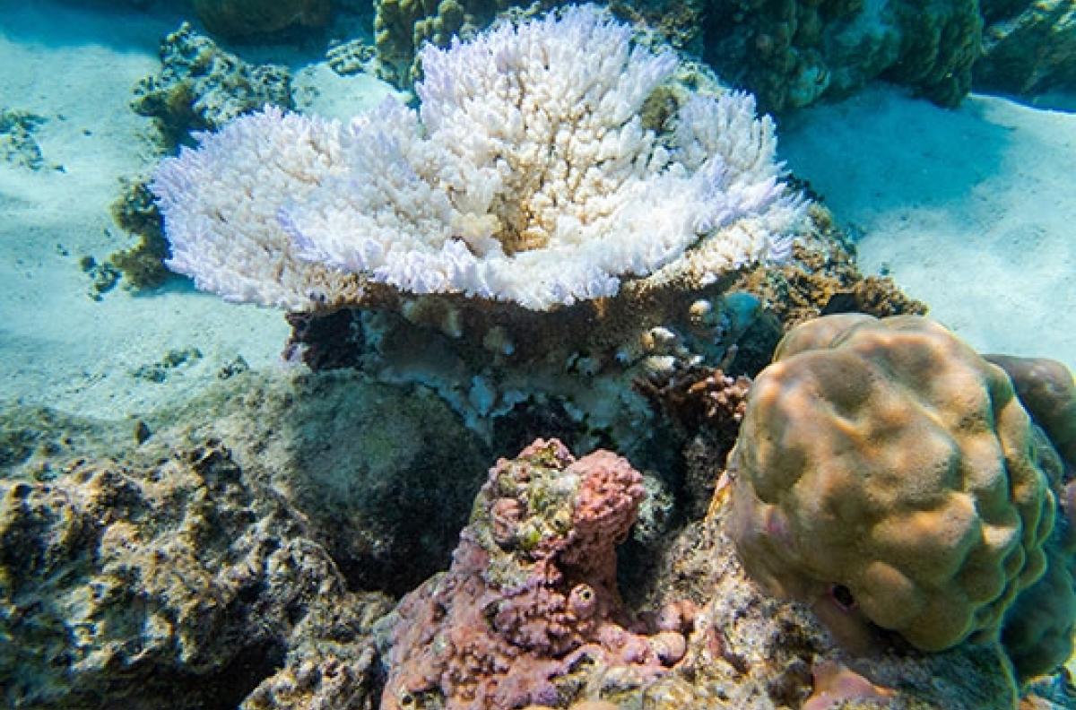 corals at mo'orea experiencing bleaching