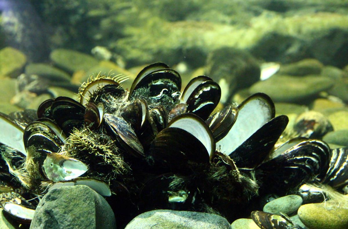 Climate Change Could Shrink Oyster Habitat in California UCSB Marine