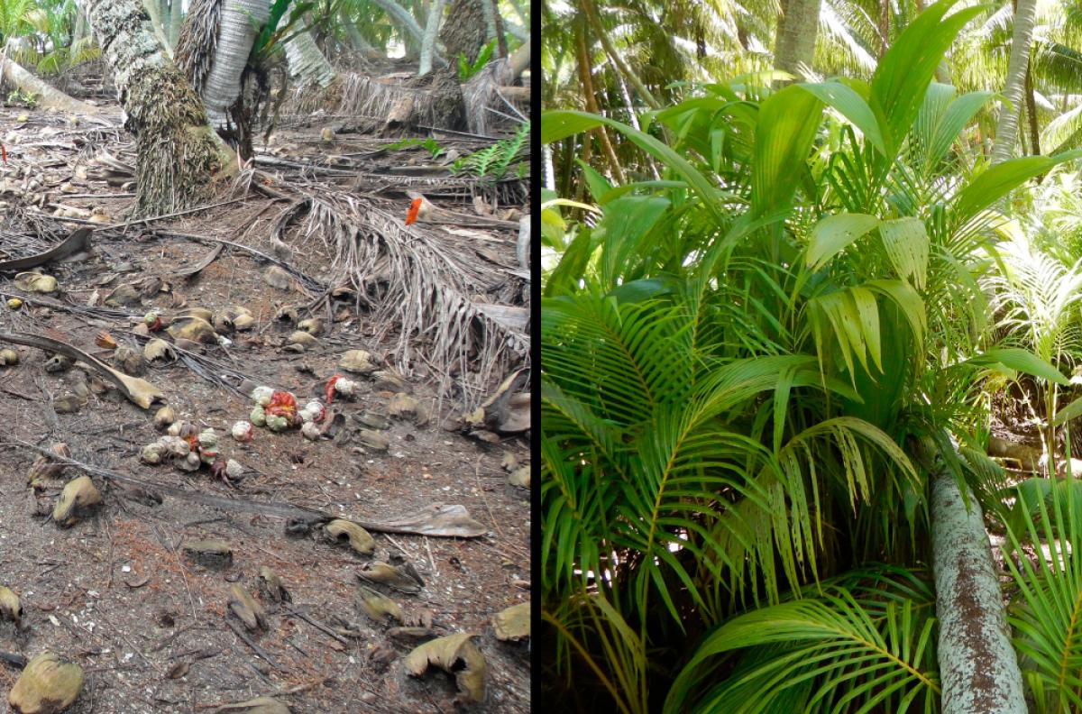 Palmyra understory compared before/after eradication