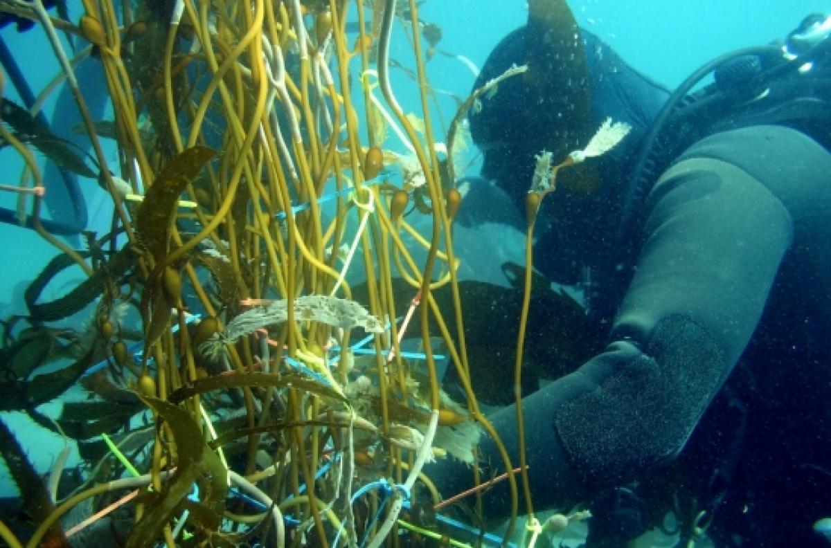 Research diver tags giant kelp stipes