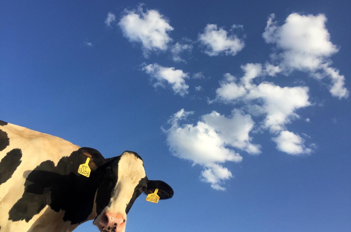 cow face against a background with blue sky, and white clouds