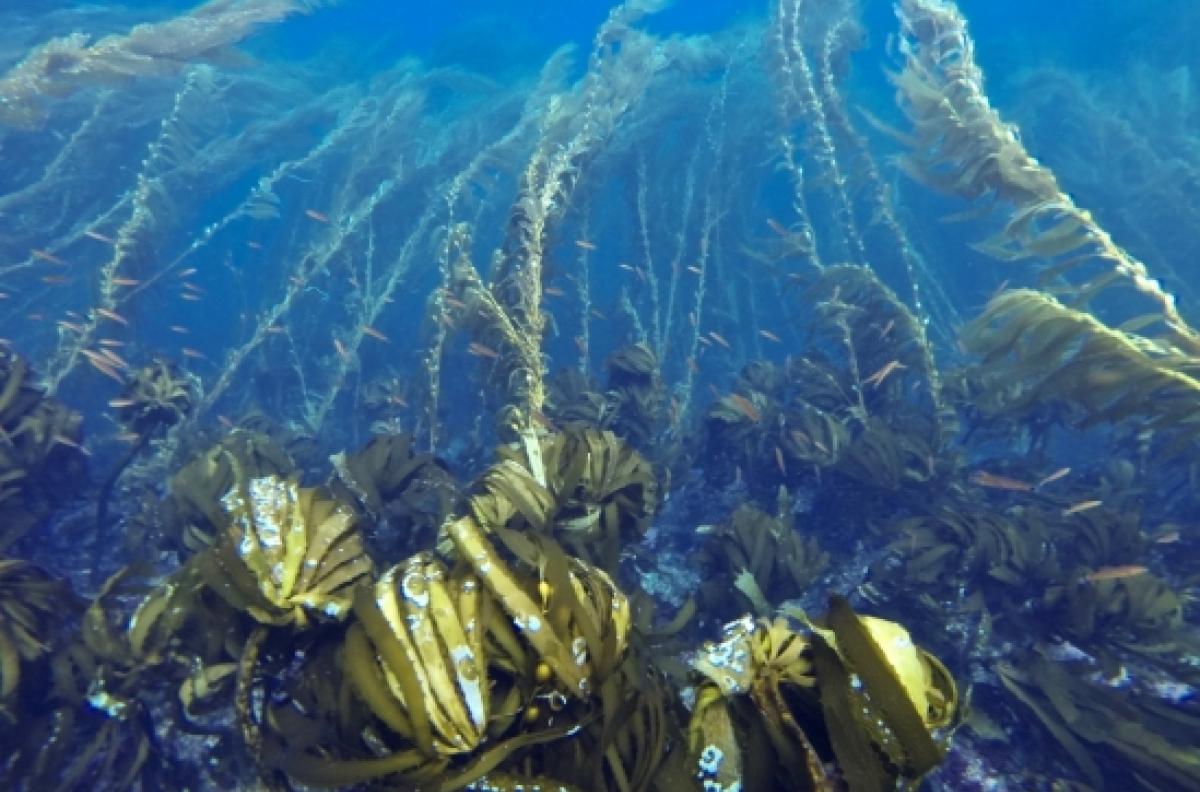 sea palms