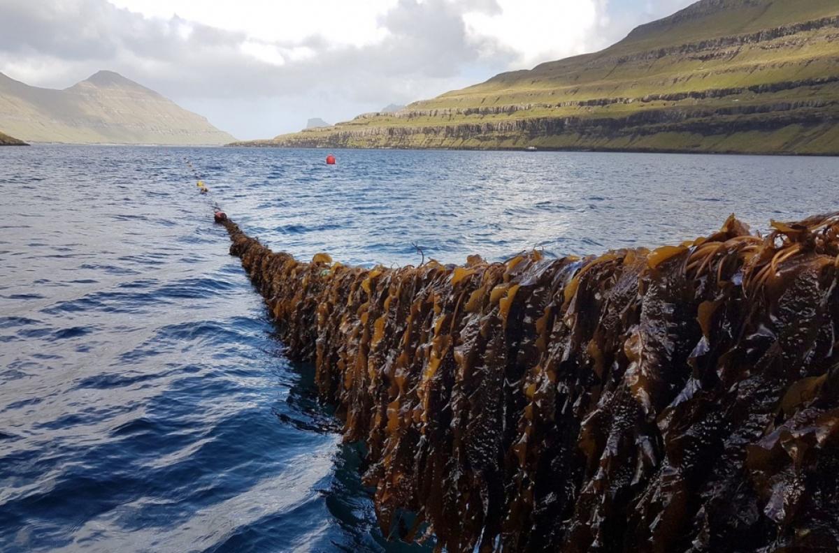 Close up of seaweed farming