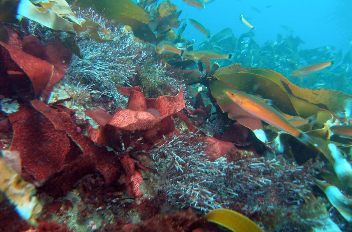 A group of senorita fish swim among red, brown and green algae