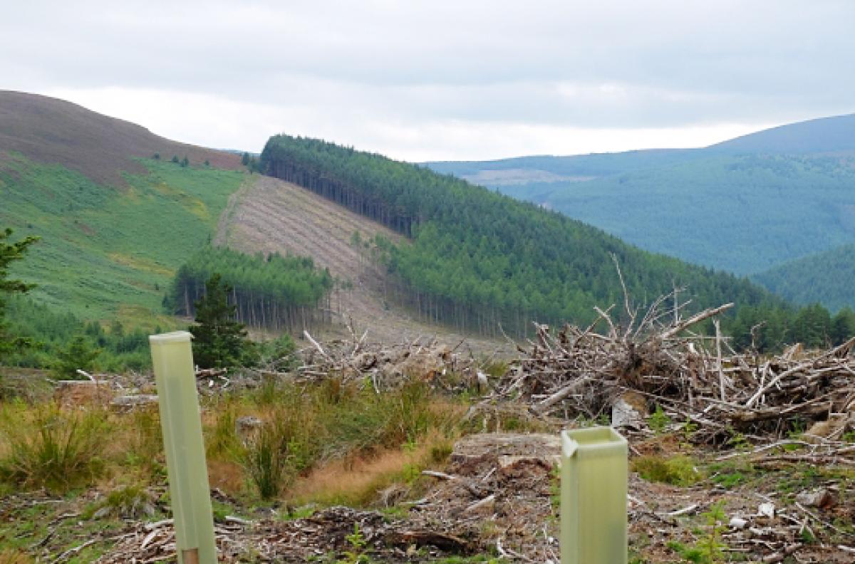 Cutting of a forested site at Glendalough