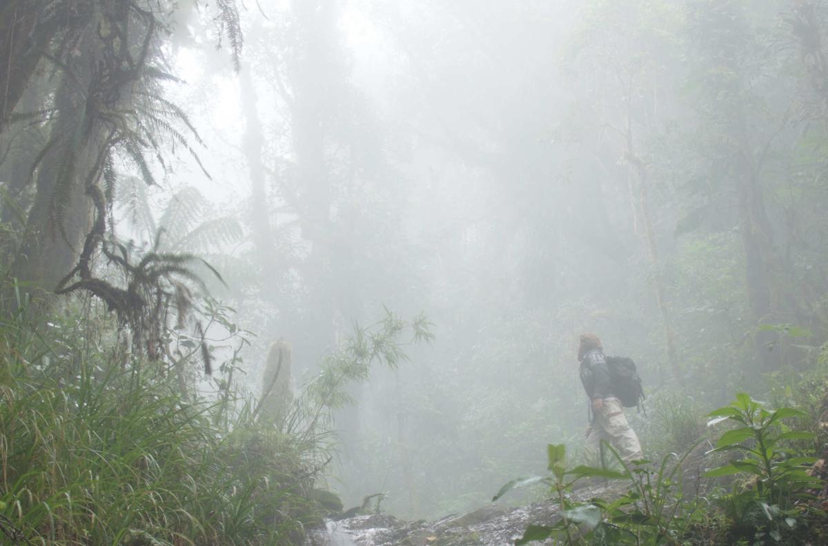 John hiking in tropical forest enveloped in fog