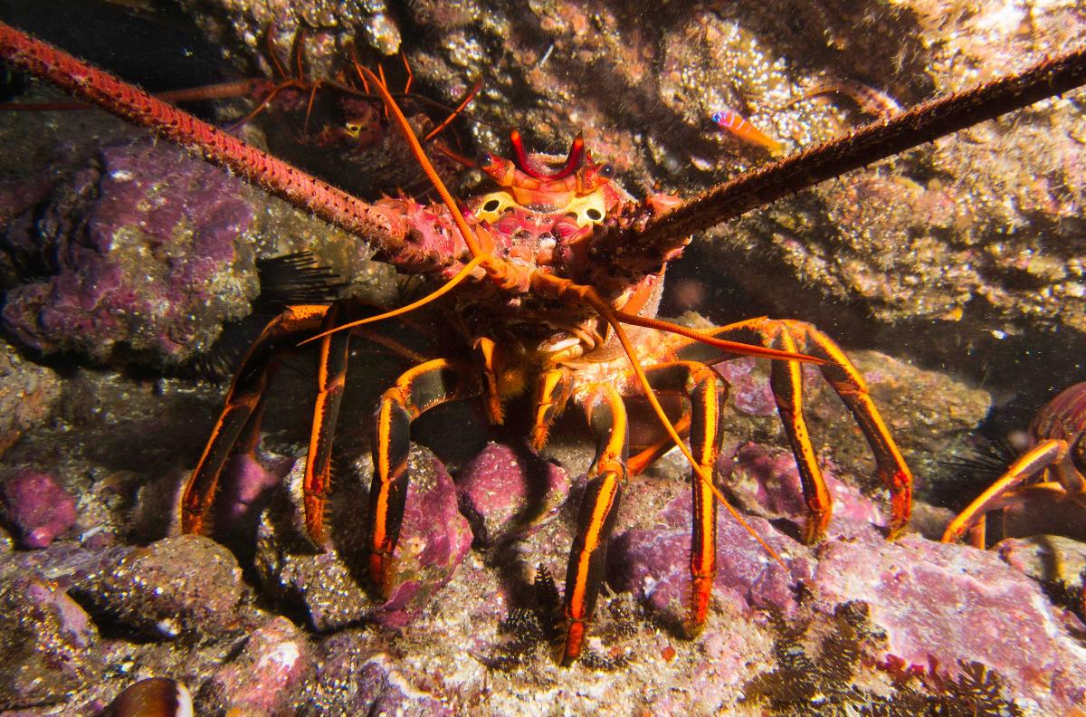 Spiny lobster, Santa Barbara Channel Islands