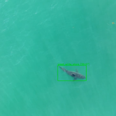 Drone image of a white shark