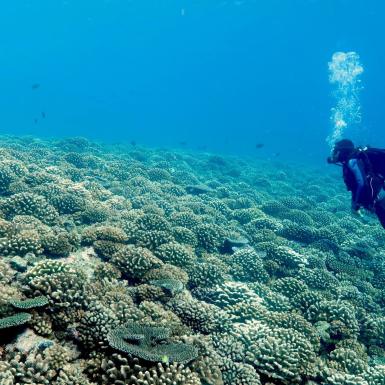 Diver swimming close to a healthy coral reef