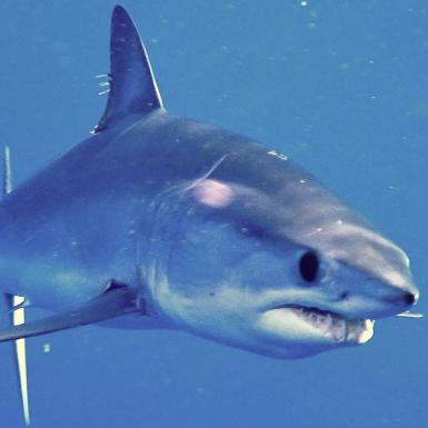 Three-quarter view of shortfin mako shark swimming in blue water