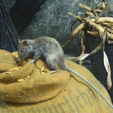 Black rat feeding on a big jute sack of seeds