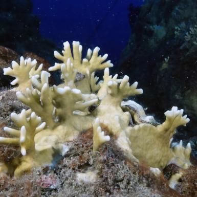 Bleached coral