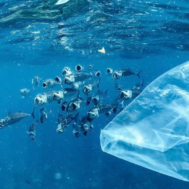 Mackerels feeding amongst loads of plastic waste