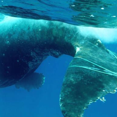 whale tail entangled with fishing gear