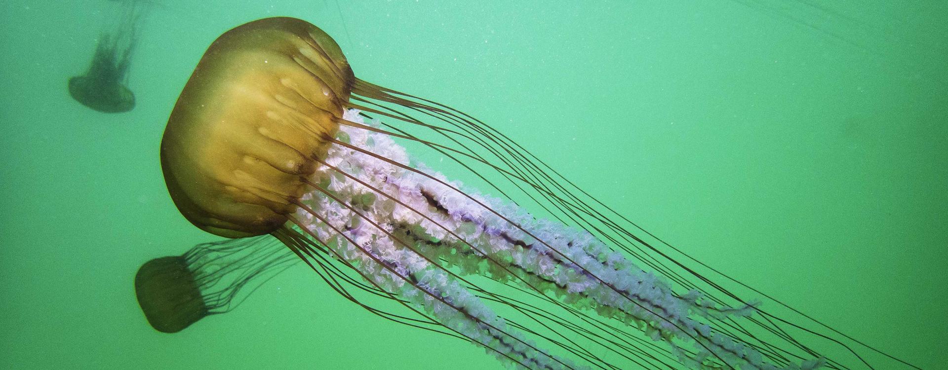 Jellyfish close up in green water. Small jellyfish in background